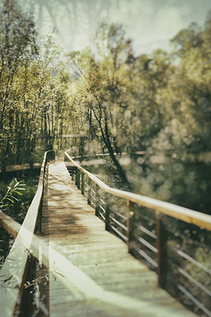 ponte e il bosco